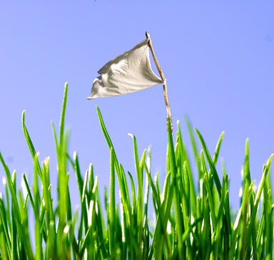 Grub, Insect & Critter Damage Control