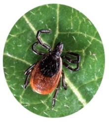 Tick Control